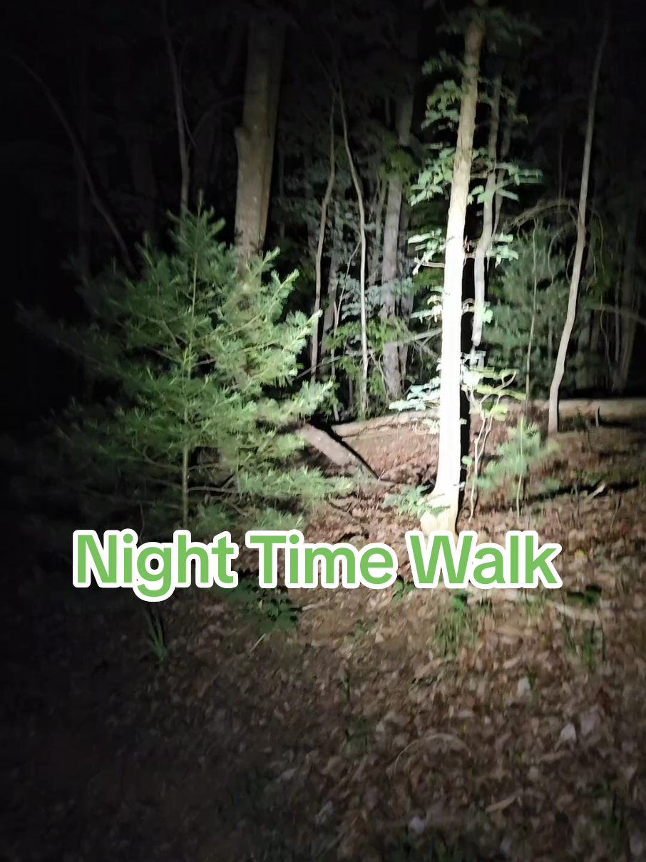 A walk in the woods at night. You meet so many friends in then. #hike #night #adventure #forest 
