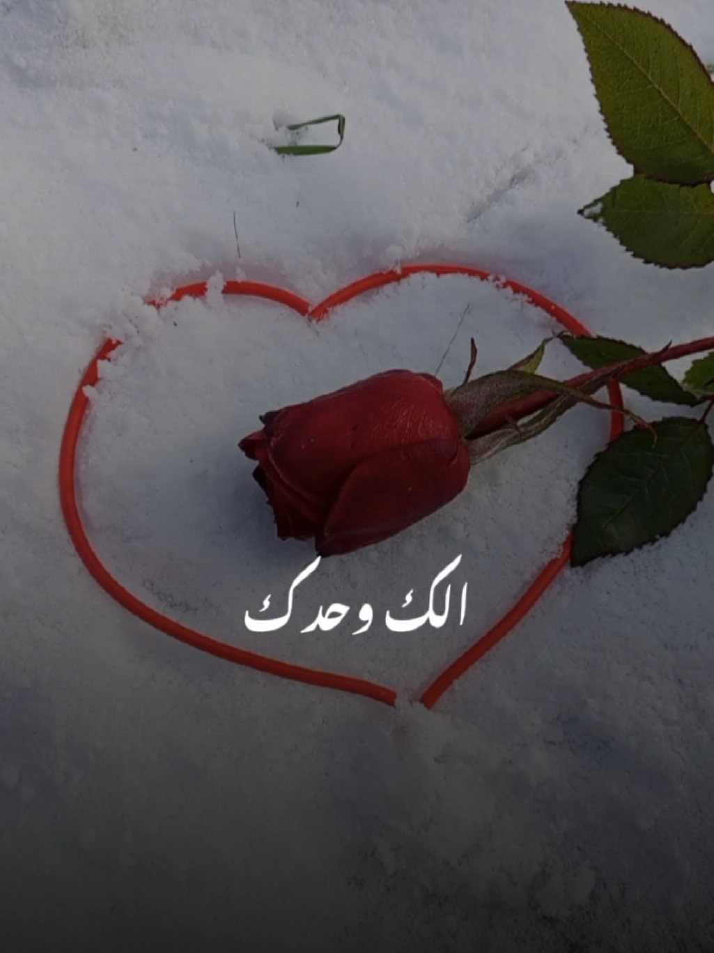 #CapCut #اضم_حبك_وسط_روحي #منشن_للي_تحبه #اكسبلور #تيك_توك #viral #trending #تصويري #lavendr81 #Love #beautiful #amazing #roses #flower #100kviews 