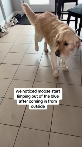 trying to keep this hyper boy off his foot for 4 weeks is going to be quite the challenge 😩😩