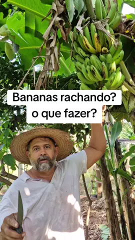 Nesse vídeo te ensino porque as bananas racham antes de madurar e como resolver. Vem comigo.  #agro #roça #plantas #campo 