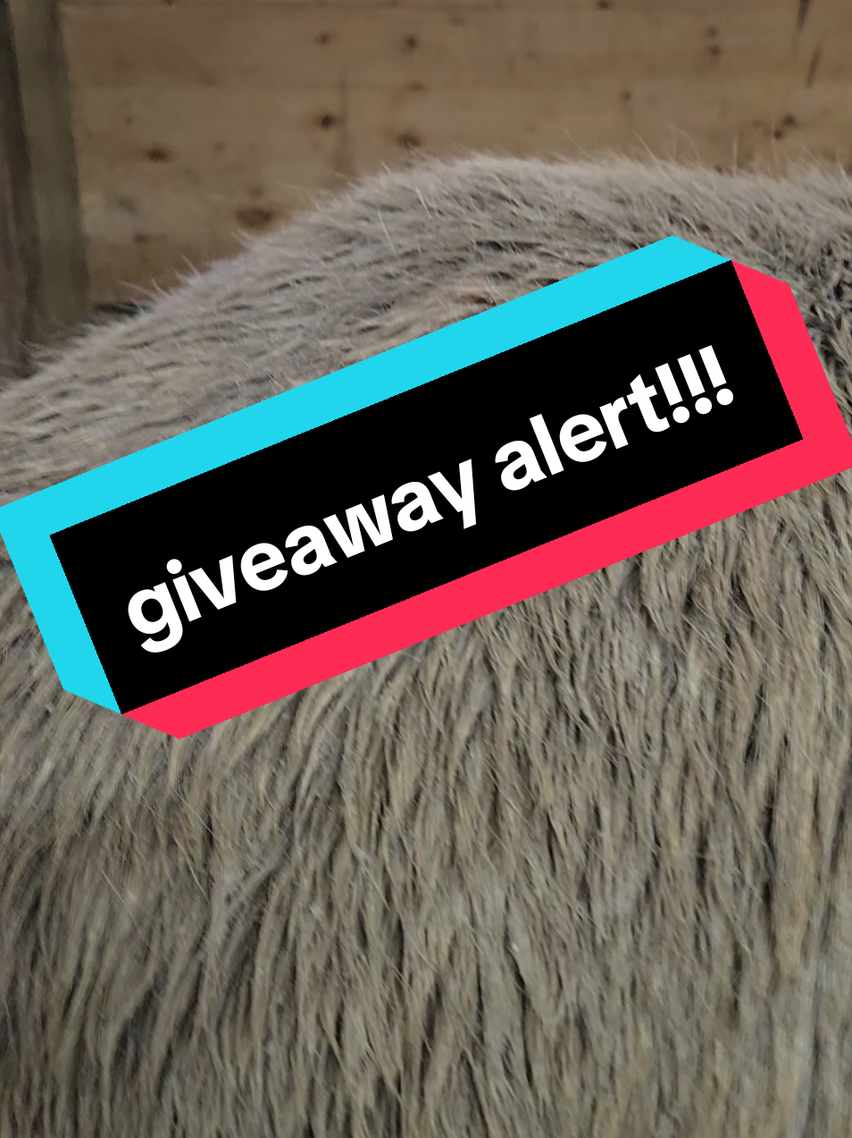 GIVEAWAY TIME! We’re giving away a FREE SleekEZ Shedding Tool – perfect for keeping your furry friends looking their best!  Here’s how to enter (US & Canada only):  1. Like this video 2. Tag TWO friends in the comments 3. Comment which animal you’d use the shedding tool on! I will not be sending you a DM, the winner will have their comment responded to with a video from me asking them to DM me. No payment or shipping costs will ever be asked — this giveaway is 100% FREE.  BUT — we need to hit 10k followers for this giveaway to happen! Tell your friends, share the love, and help us get there!  Giveaway ends April 30th at 11:59 PM EST (if we hit 10k by then). Winner will be announced shortly after. Let’s do this! #giveaway #horse #dog #cat #sleekez 