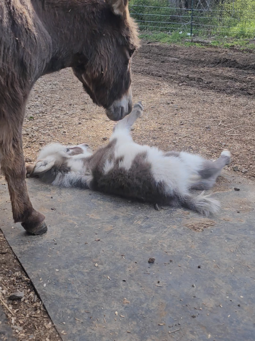 trying so hard to learn how to roll! mom always there for supervision, of course 😎 #farmlife #farm #creatorsearchinsights #homestead #stellatheminidonkey #babyminidonkey #minidonkey 