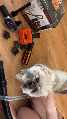 #complimentary #wahl #wahlpets #Dogs #Pets #PetGrooming #DogsofTikTok   @influenster @Wahl Pets   Thank you for this amazing grooming device that vacuums as I groom. No more dog hair on me or the chairs 