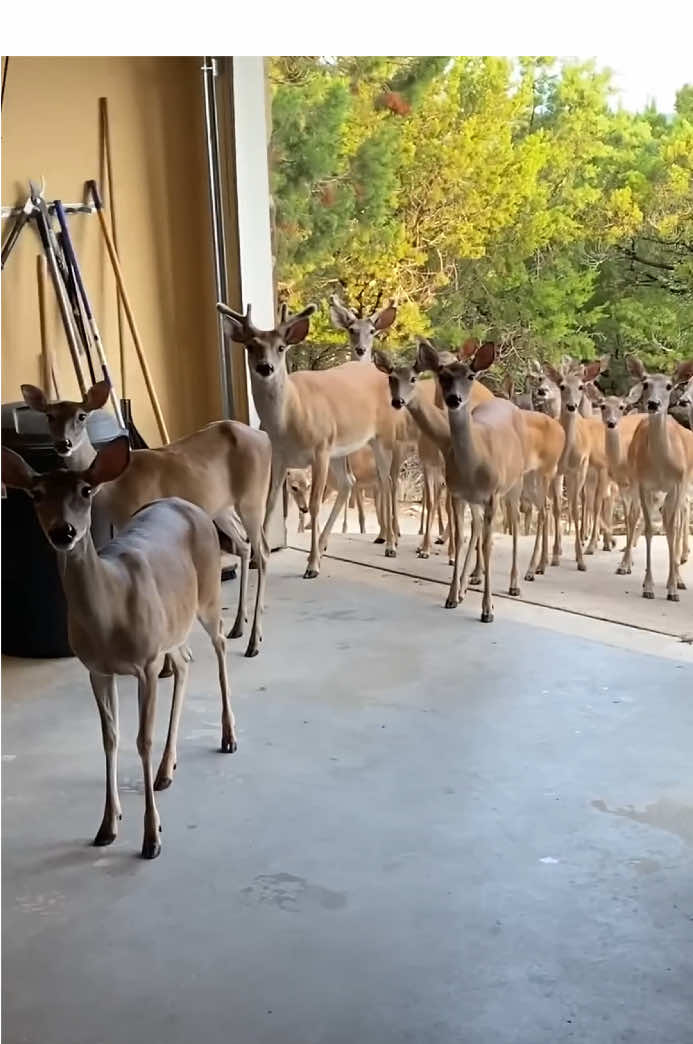 A deer bring all her friends to the party 😂❤️ #deer #deers #fyp #amazing #wow #animals #zoo 