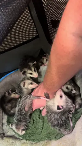 Sacrificing my arm for the sake of teething and curiosity! 😂 The babies are getting bigger and practicing using their teeth! #WildlifeRehab #AnimalLovers #SaveTheWild #AnimalTok #BabyPossums #BabyAnimals #wildliferescue #viraltiktok #PossumLife #OpossumLove 