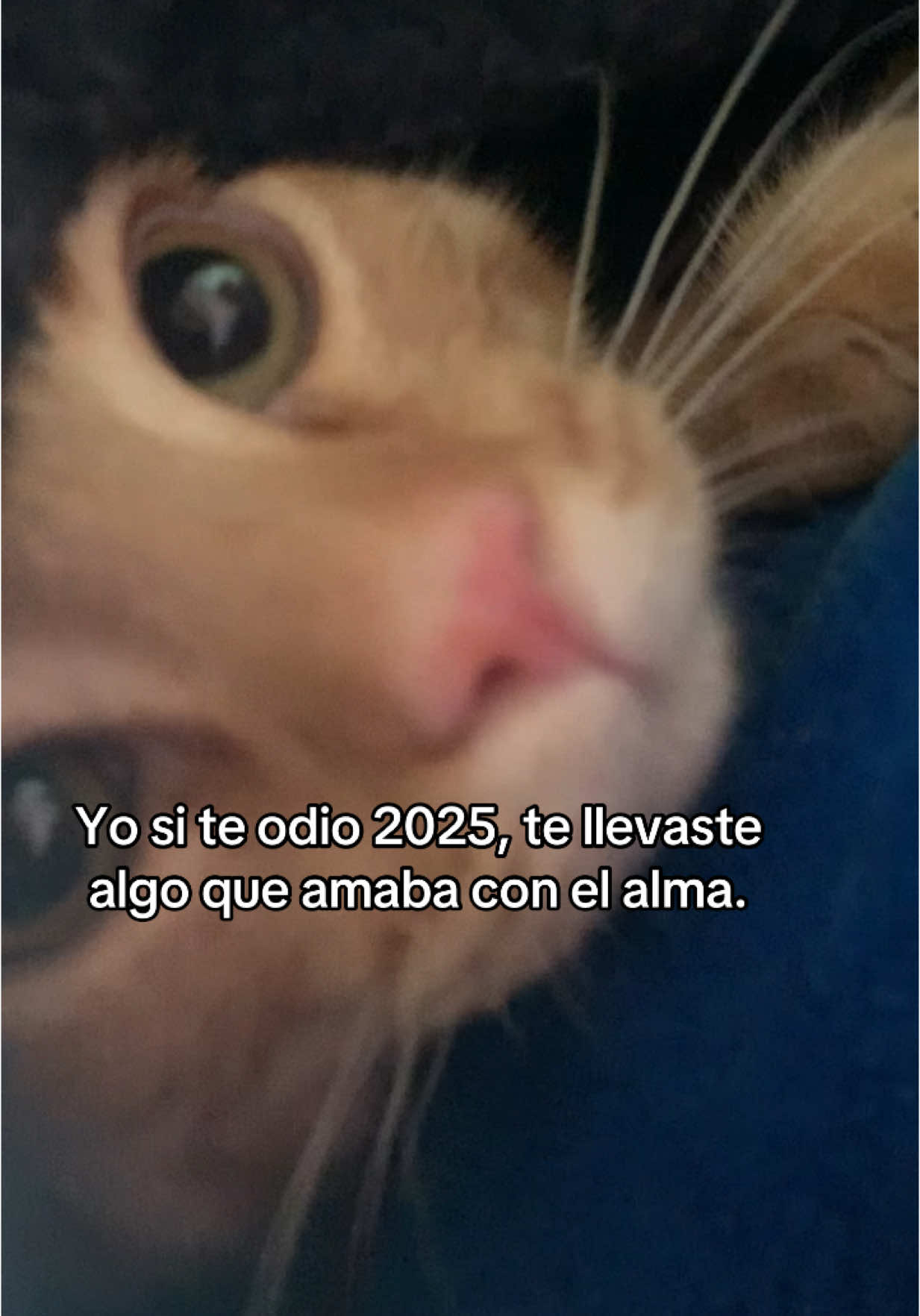 #parati #gatos 