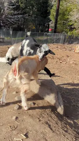 Sunday fun 💕 #goats #goatkids 