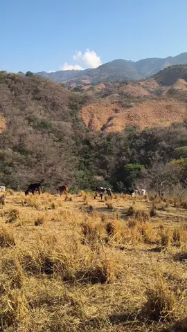 #tarde #foryoupage #fotografia #video #paratii #rancho #foruyou #vaca #paratii 