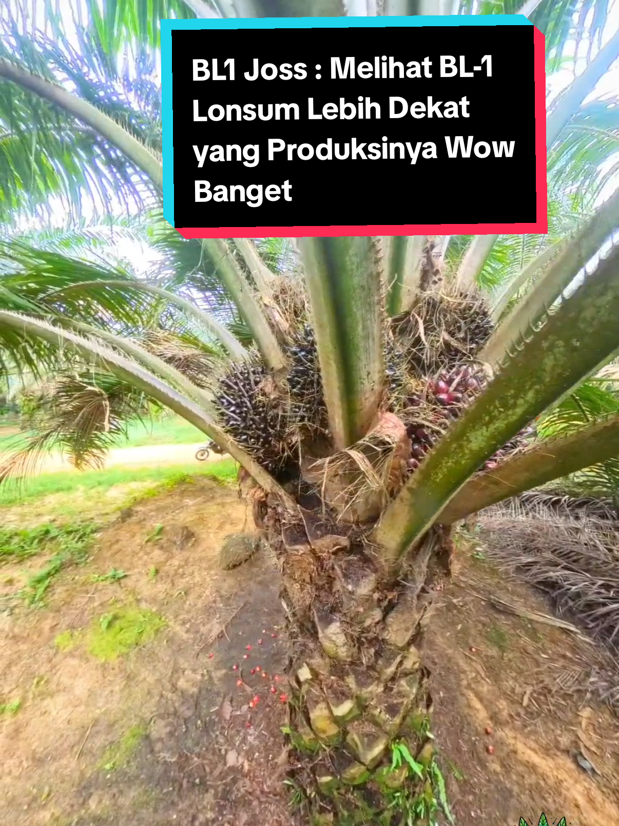 BL1 Joss : Melihat BL-1 Lonsum Lebih Dekat yang Produksinya Wow Banget #lonsum #insta360 #360   #avros  #sawit  #kelapasawit  #palmoil 
