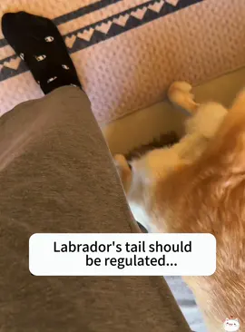 Funny dog tail#dog #funnydog #fyp #cute #usa 