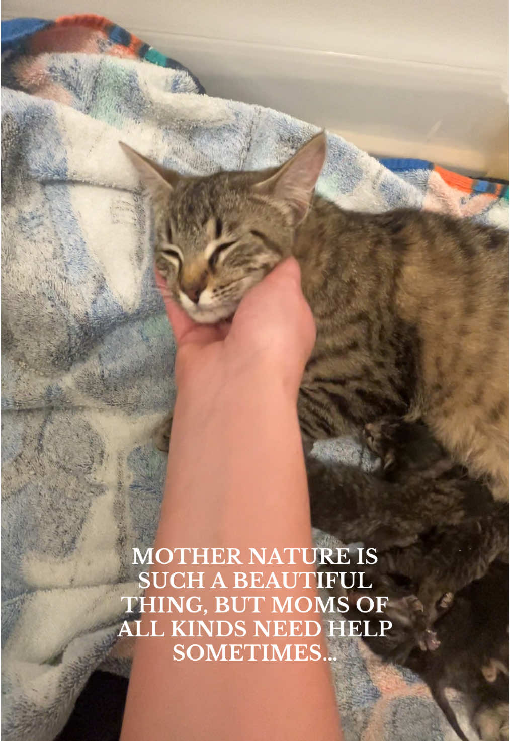 Replying to @Indy 🪩 she is such a good mom 🥹💗 #motherhood #singlemom #babykittens #catsoftiktok #cat #MomsofTikTok #viral #youngmom #itsgonnabeok #youngparents 