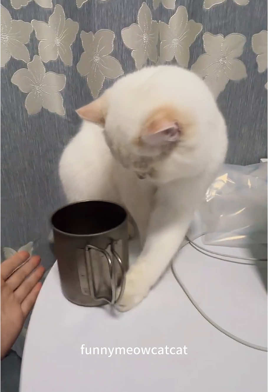 Cat pushes water cup #cat #catsoftiktok #catlover #funny #funnyvideos  #foryou #fypage #fypツ #funnycat #funnytiktok #cats