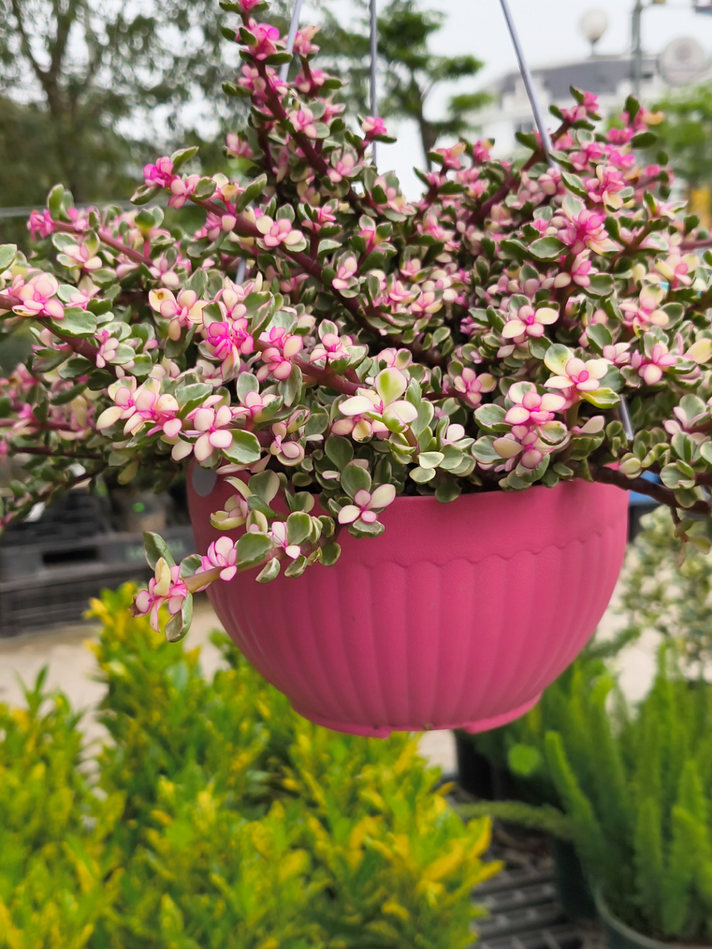 sen đá cẩm thạch, sen đá dola hồng. cây ưa ánh sáng, ít nước và dễ chăm sóc #vuon #cayxinh #caycanh #senda #caydola #hottrend #hottictok 