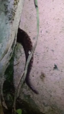 Mãng xà om mẻ - T1 #Caodaitong #xh 