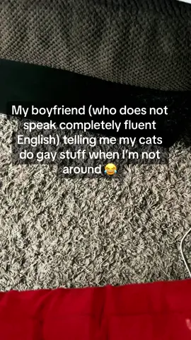 This is what dreams are made of 😭😂🫡 #catsoftiktok #russiantiktok #ukraine🇺🇦 #fyp #googletranslate #cats #gaycats #greycats 