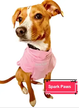 🐾 Woof woof, fur-iends! 🐶✨  I’m totally smitten with my new shirts from @SPARK PAWS ! They’re so light and breezy, I stay cool even when the sun’s sayin’ “ruff, ruff!” ☀️🦴 Plus, they’ve got SPF POWERS to keep my fur safe on our sunny adventures! 🐕🛡️ Big tail wags and sloppy kisses to Spark Paws for keeping me comfy and protected! 💖🐾 #DoggieFashion #SPFPowers #SparkPaws #StayPawtected #BaileyStyle #pupinshirt #puppytiktok #puppy #puppytok #dogsoftiktok #dogs #dog #furparents #furmomma #furmom #puppy #puppytiktok #dogsoftiktok #dog #fyp #dogsoftiktoks #vir #foryoupage #petparent #pets #crazydogmom #obsessed #pet #petparent #puppyclothes #dogclothes #dogaccessories #bougieonabudget #bougiedog
