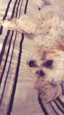 My little love…💕🐾 #fyp #dogtiktok #dogsoftiktok #puppiesoftiktok #puppytiktok #maltipoosoftiktok #viralpuppy #maltipoopuppy #puppytok #dogmom #puppylife #girldog #cutestpuppy #maltipoo #loveher #bestie 