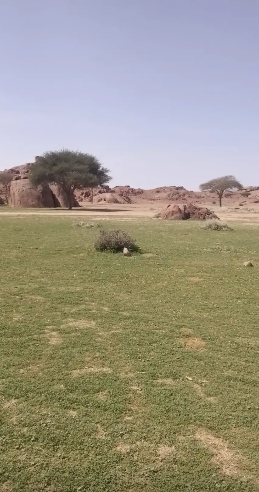 #المدينة # شيله نياف تركي 
