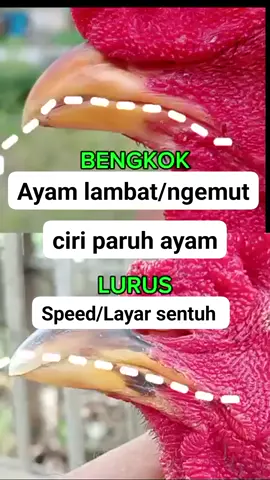 ciri paruh ayam laga yang bagus #peternakayamlaga