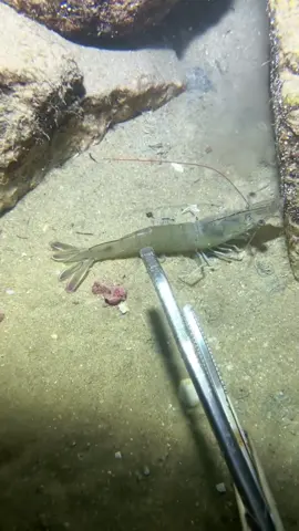 Diving to catch shrimp, fish, seafood, lobster, sea cucumber#nature #beach #oceanexploration #deepsea #catchseafood