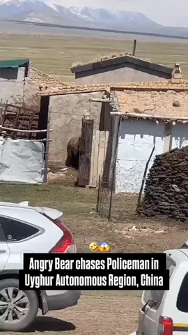 Fed up with the relentless police interference, the furious bear finally snapped—charging at the officers in a wild pursuit that sent them fleeing in sheer panic. #bears #moviefriday #lol #lmao #funny #animals #friends #athome #animalattacking #bearattack 