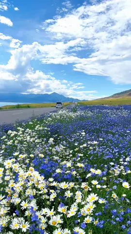 Đây không phải là mùa hè trong phim hoạt hình của Hayao Miyazaki, đây là mùa hè của hồ Sailimu ở Tân Cương.  #xinjiang #tancuong #urumqi #salimulake #sayramlake #hichina #chinatrip #chinatour #dulichphuonghoang #phuonghoangtour #chumtourtrungquoc #tourtrungquoc #reviewtrungquoc