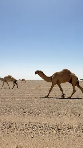 #الابل_عطايا_الله_عشاق_البداوة_🐪😍 #سبيع_الغلباء_الخرمه_رنيه_رماح #سنابي_بالبايو #تصويري📸 #اكسبلورexplor 