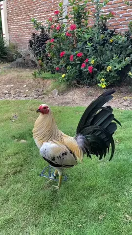 Sweater kanawayon #fyp #ayamphilipin🇵🇭 #kanawayonhatch #sulawesiselatan 