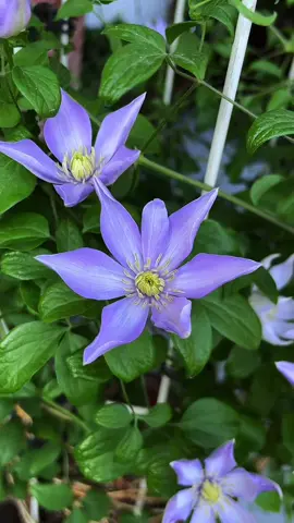 Hoa ông lão tím🌸 đẹp nhưng ít đc biết đến ở nước ta tiếc nhỉ😍🥰 #flowers #hoadep #hoacaycanh #hoaonglao 