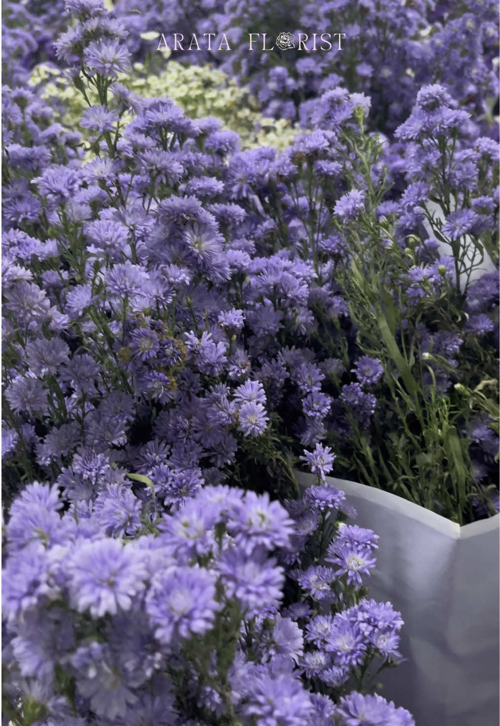 Bring a soft, natural charm to your space with our fresh purple peacock flowers. Their light, airy petals make them perfect for adding a wildflower touch to your decor or floral creations. Get your purple peacock flowers now at Arata Florist Also available at Tokopedia & Shopee WhatsApp: ‪+62 878‑6376‑2256‬ Line: @379mqyne (with ‘@‘) Website: www.arataflorist.com #ArataFlorist #florist #bunga #floristjakarta #bungajakarta #bungamurah #bungafresh #freshflowers #bungahidup #bouquet #freshbouquet #bouquetmurah #bouquetjakarta #gosend #grabexpress #jakartaselatan #peacock #peacockflower #bungapeacock 