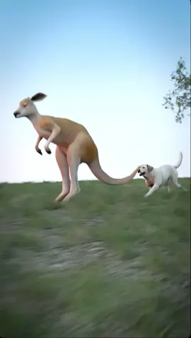 How a kangaroo kills a dog 😱#zackdfilms 