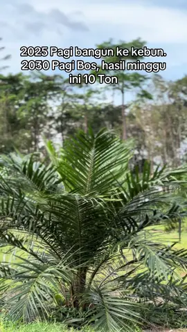 Aamiin kan Bos🙏😁 #bossawit #bosmuda #sawitontiktok #sawitriau #sawitkalimantan #foryou #fyp #xybca 