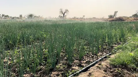 #agriculture #Niger #oignon #galmi #productionlocale #Nigerlabousitari 