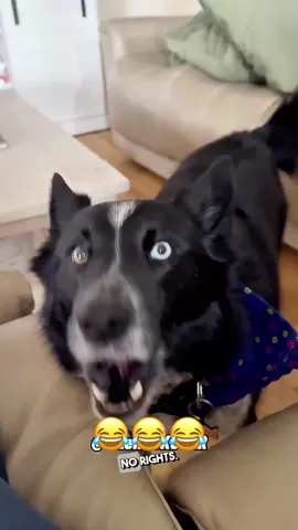 Wait for it😂#talking #voiceover #fyp #animal #viralvideo #funnyvideo #dog #talkingdog #foryour 
