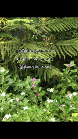 #ချစ်မိတဲ့လူကအရူံးတဲ့#foryoupage #fpy #fpyシ 