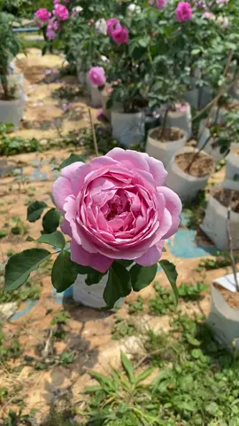 กุหลาบชัวเอม มานูเอล #ขายต้นไม้ออนไลน์ #กุหลาบชัวเอมมานูเอล 