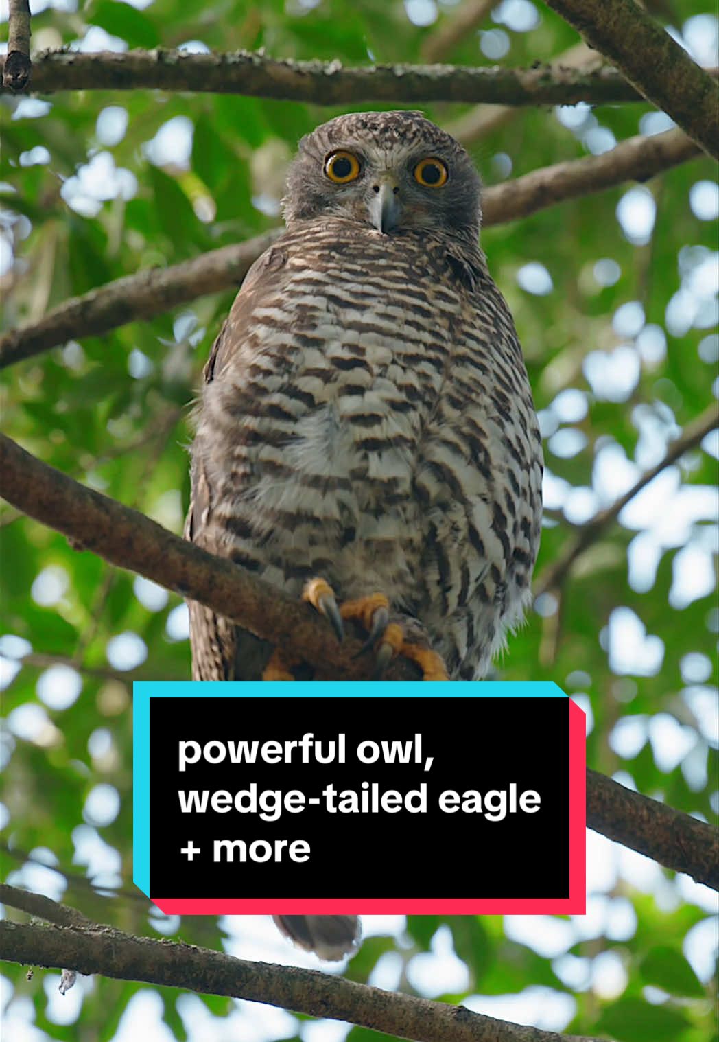Some recent finds on my nature walks 🦉🦅🦎 The powerful owl and wedge-tailed eagle were the highlights but can you name the rest? 👀 #birds #lyrebird #wildlife #nature 