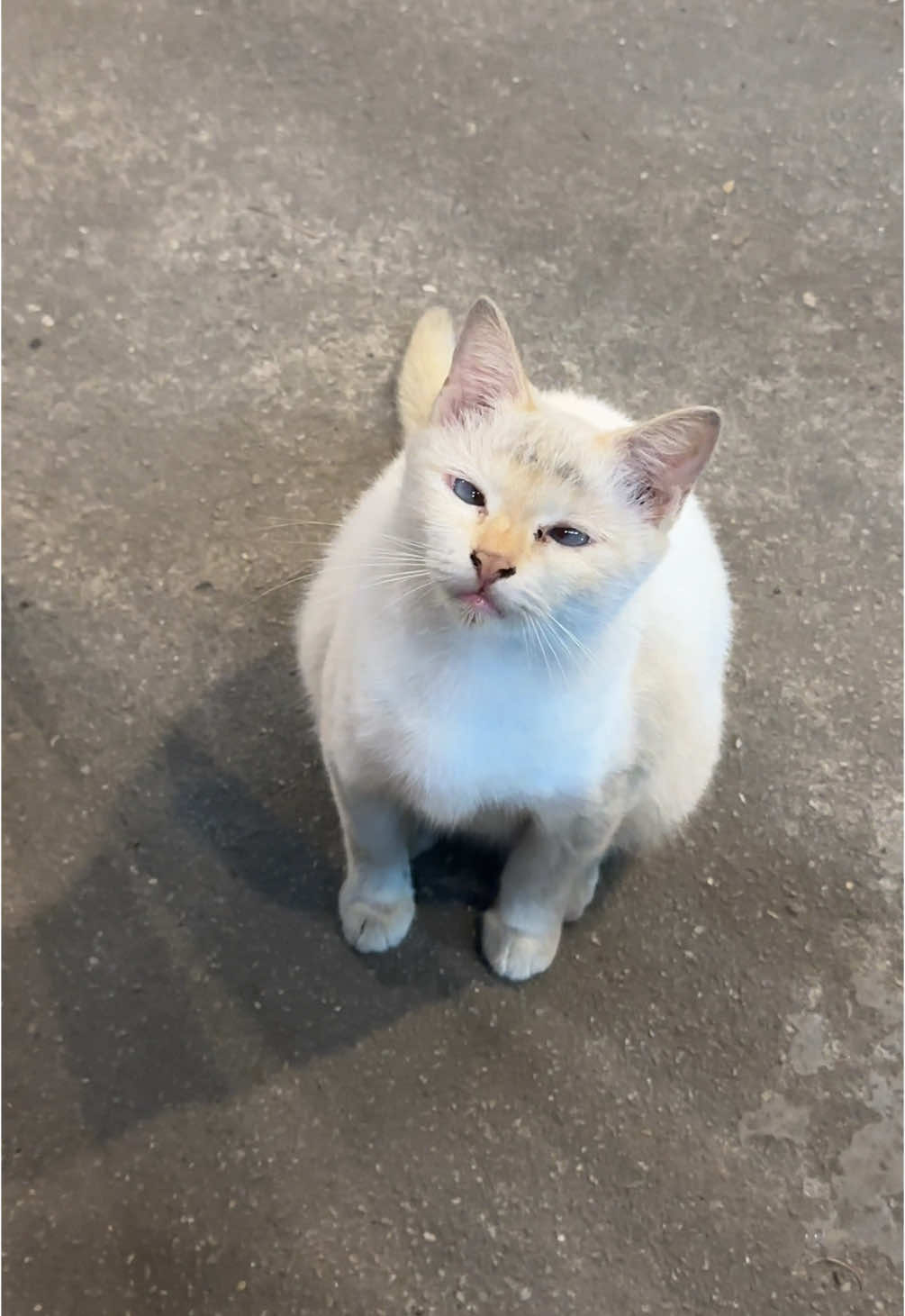 Kucing pun ada yang made in china tau 😌