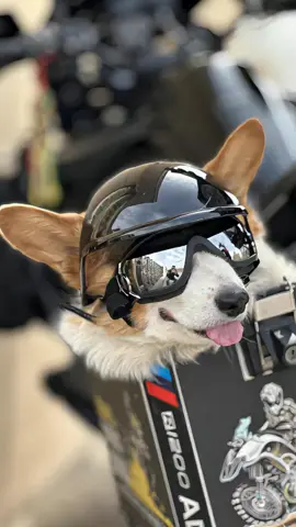 HamshMoc Dog Helmet!!!!!Just go for a ride with your fur baby without hesitation!!!!!!! #hamshmoc#doghelmet#dogtravel#petsupplies#cute#cat#dogsofttiktok#dogmusthaves#dogtravel