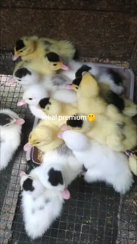 Bukan sembarang lokal😅 #entokjumbo #DOE#entokrambon 