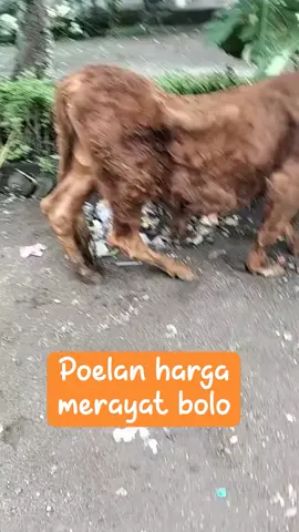😂🤣🤣🤣🤣.#peternaksapiindonesia #peternaksapimuda #peternaksapimudaindonesia #peternakmuda #rojokoyo #sapilimosin #peternaksapiindonesia🇲🇨 #storypeternaksapi #sapi 