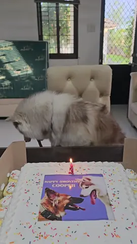 Happy 8th monthsary sa aming cooper #fyp #foryou #dogsoftiktok #dog #PetsOfTikTok #husky 