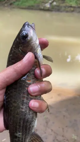 ikan makan cantik📍#microfishing #mancingnilem #karanganyar24jam #fypツ #fyppppppppppppppppppppppp 