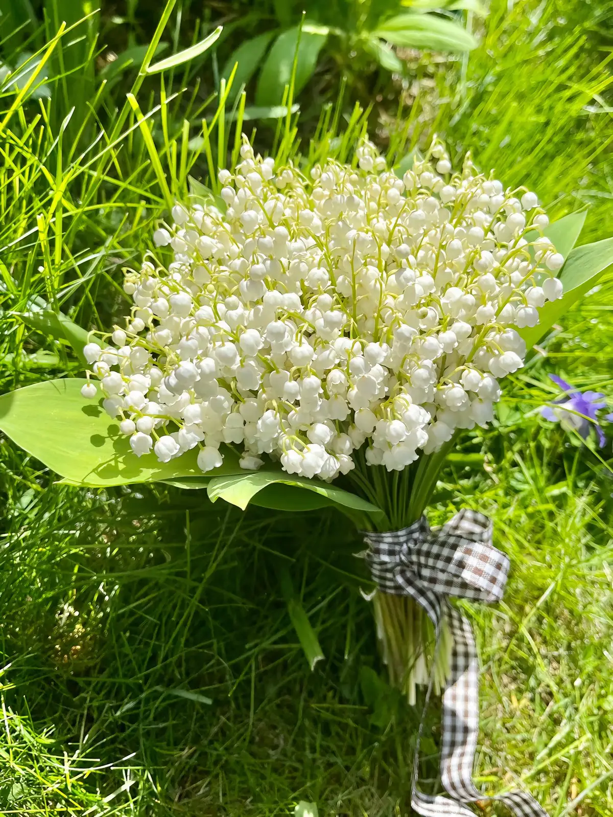 Là biểu tượng của sự tinh khiết, mang ý nghĩa hạnh phúc, vì vậy hoa cưới linh lan là niềm ao ước của rất nhiều cô dâu trong ngày trọng đại. Cách trồng hoa linh lan đúng kỹ thuật Bước 1: Chọn loại đất phù hợp, nên sử dụng đất mùn có độ tơi xốp cao giúp cây thoát nước tốt. Đất cần có độ dinh dưỡng cao và pH từ 6-7. Bước 2: Chọn chậu có kích thước phù hợp, đặt cây con vào chậu và lấp đất khoảng 2-3cm. Ấn chặt đất xung quanh cây để tránh cây bị ngã. Bước 3: Tưới nước đều đặn cho cây, nhưng không tưới quá nhiều để tránh cây bị ngập úng và chết. #lenlendailyvlog #trongcay #hoalinhlan #hoacuoi #wedding 