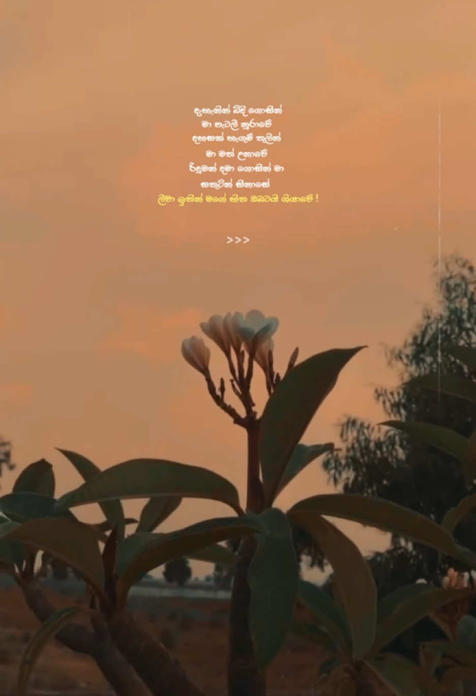 ශ්‍රියාවේ 🥹🤍 wait for drop 😭🫶. Slowed and reverb audio edit ❤️‍🔥@RAVI D @Mahesha🌸🎤 @Krishan Karunarathna 🌟🎤  #fyyyyyyyyyyyyyyyy #100k ##For_you #newsong #forvyou1 #fyp #fypage #For_you #newsong #forvyou #fyp #fypage #fypシ゚viral #sinhalaquotes #qoutes #tiktok #dropedit #pageforyou #sinhala_status #trendingsong #trending #trending #sinhalasong #trending #trendingsong #sinhalasong #newtrend #slowedandreverb #shriyawe #krishankarunarathna  @Λ M Y Y 🍄 @𝗔𝗠𝗔 ☁️ @Diary of Shahiru 