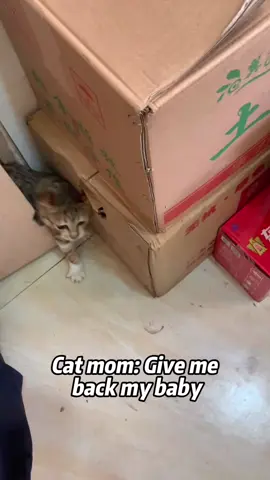 Every mother is great.🩷🩷🩷#pet #tiktok #fly #Love #fyp #cat #mom #mother #catsoftiktok 
