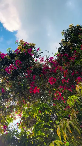 যখনই সৌন্দর্যের কথা ভাবি, তখনই আমি তোমাকে খুঁজে পাই, তোমার রূপ যেন প্রতিটি শব্দে বয়ে চলে, তুমি হয়েই ওঠো সব সৌন্দর্যের আখ্যান...🖤#foryoupage 