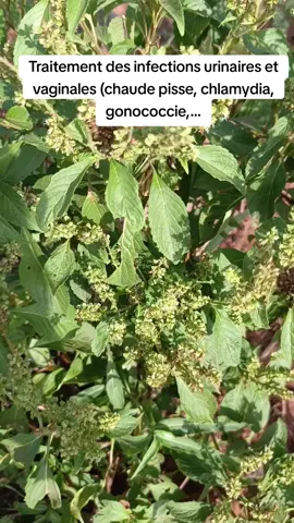 #guineenne224🇬🇳 #congai #sierraleonetiktok🇸🇱 #tchadienne🇹🇩 #comores🇰🇲 #tokyo #cameroun #cotedivoire🇨🇮225 #nigeria #niger #senegalaise_tik_tok #rabbat #allemagne🇩🇪 #santiago #afrique #afriquedusud🇿🇦 #centrafriquetiktok🇨🇫🇨🇫🇨🇫🇨🇫🇨🇫🇨🇫🇨🇫🇨🇫 #paris #usa_tiktok #europe #kiev #russie 