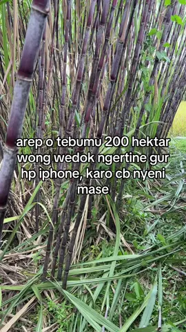 #petanitebu #petanigenz #petanimuda #tebubalap #fyp 