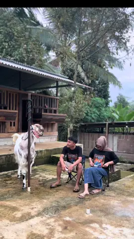 KAOS FORMOSA FARM MASIH READY #CapCut #fyp #masukanberanda #peternakmuda #peternakmudaindonesia #kambingetawakepalamerah #kambingkepalahitam #kambingkontes #kambingetawa #konteskambingkaligesing #kambingetawaindonesia #kambingetawaraskaligesing 